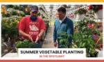 Summer Vegetable Planting