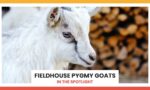 Fieldhouse Pygmy Goats