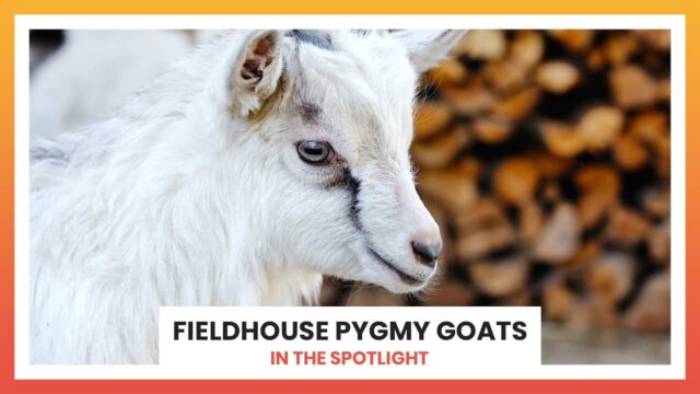 Fieldhouse Pygmy Goats