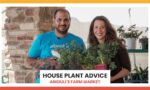 House Plant Advice