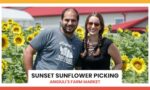 Sunset Sunflower Picking