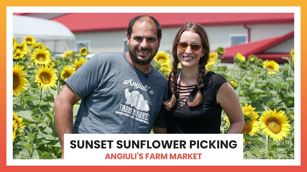 Sunset Sunflower Picking