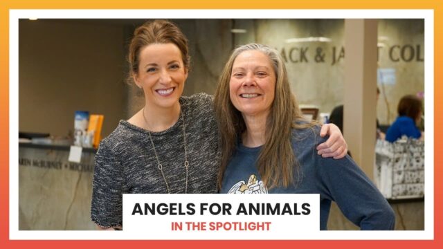 Angels for Animals