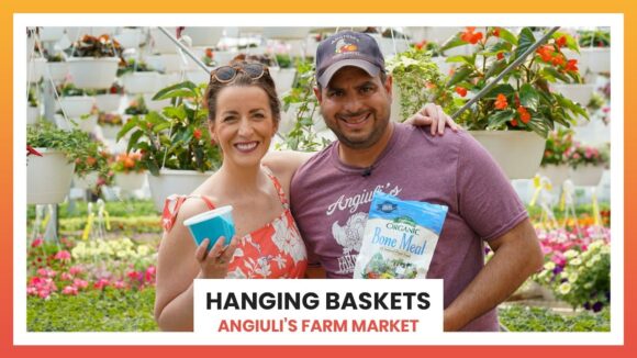 Hanging Baskets at Angiuli