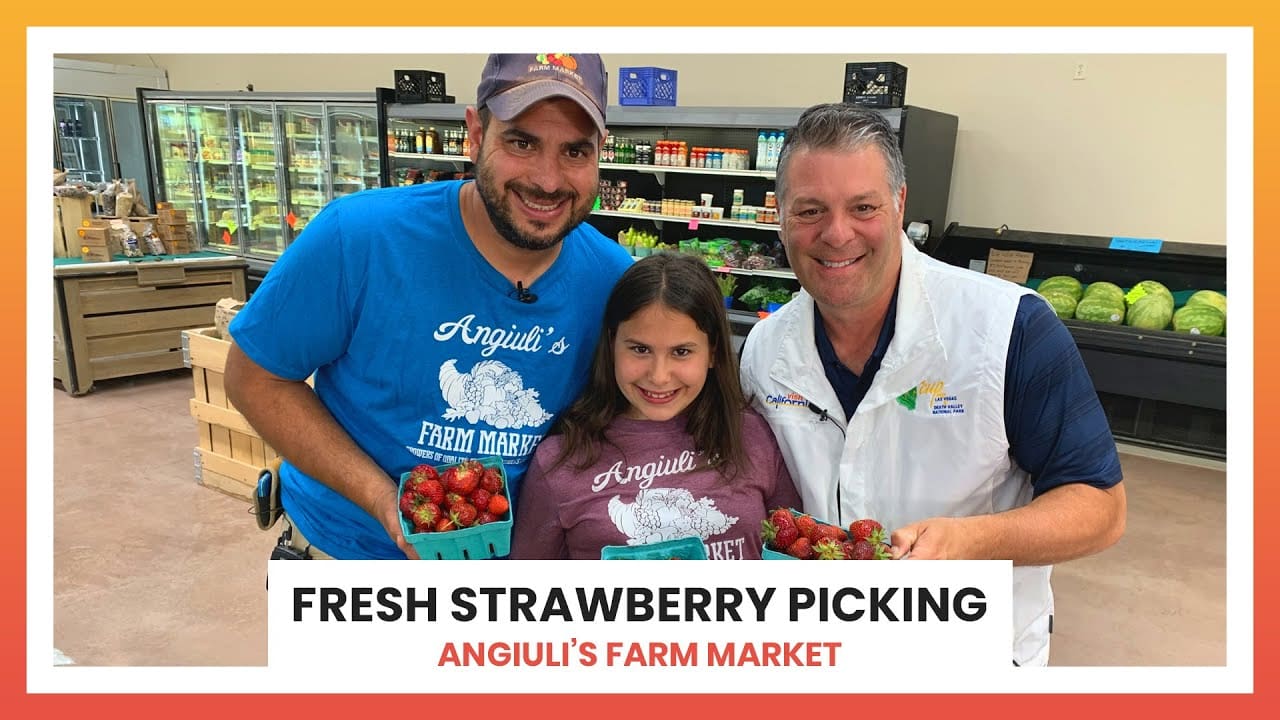 Fresh Strawberry Picking