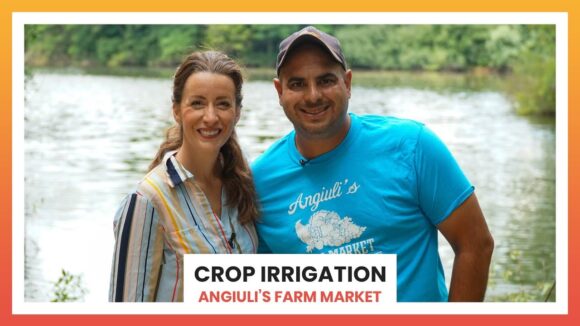 Irrigation at Angiuli