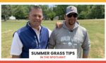 Summer Grass Tips