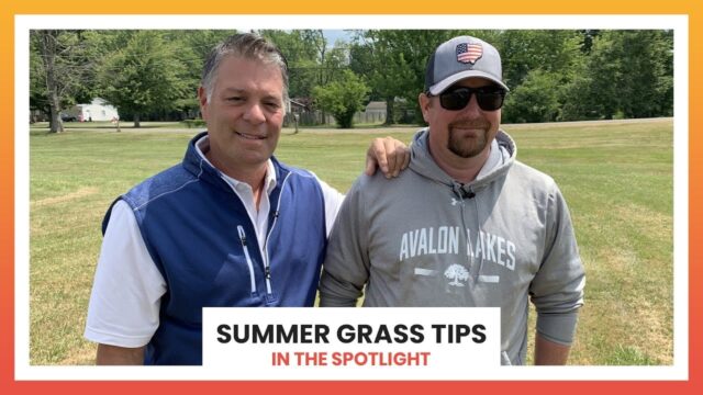 Summer Grass Tips