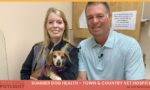 Summer Dog Health - Town & Country Veterinary Hospital