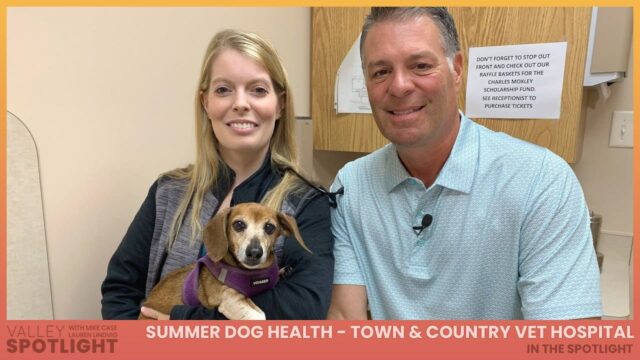 Summer Dog Health - Town & Country Veterinary Hospital