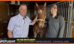 Corey Hoffman - AFA Certified Farrier