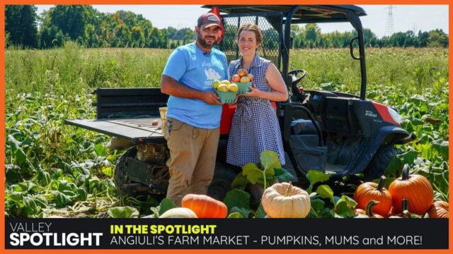 Pumpkins, Mums & More at Angiuli